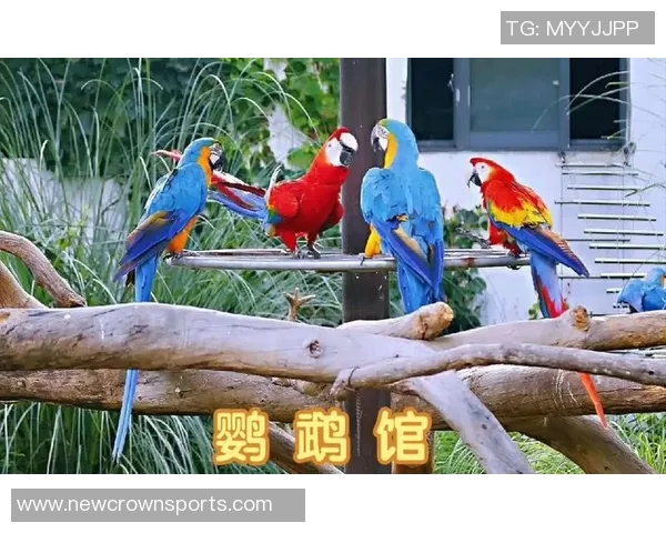 都柏林动物园为鹦鹉命名帕洛特引发热议带队杀入附加赛